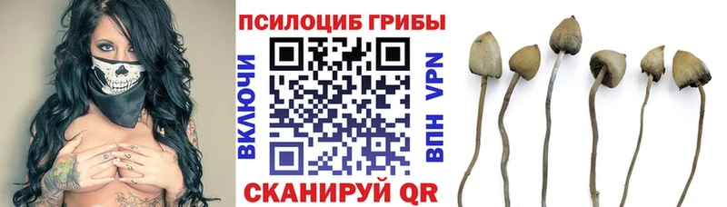 купить  цена  Зарайск  Псилоцибиновые грибы Cubensis 